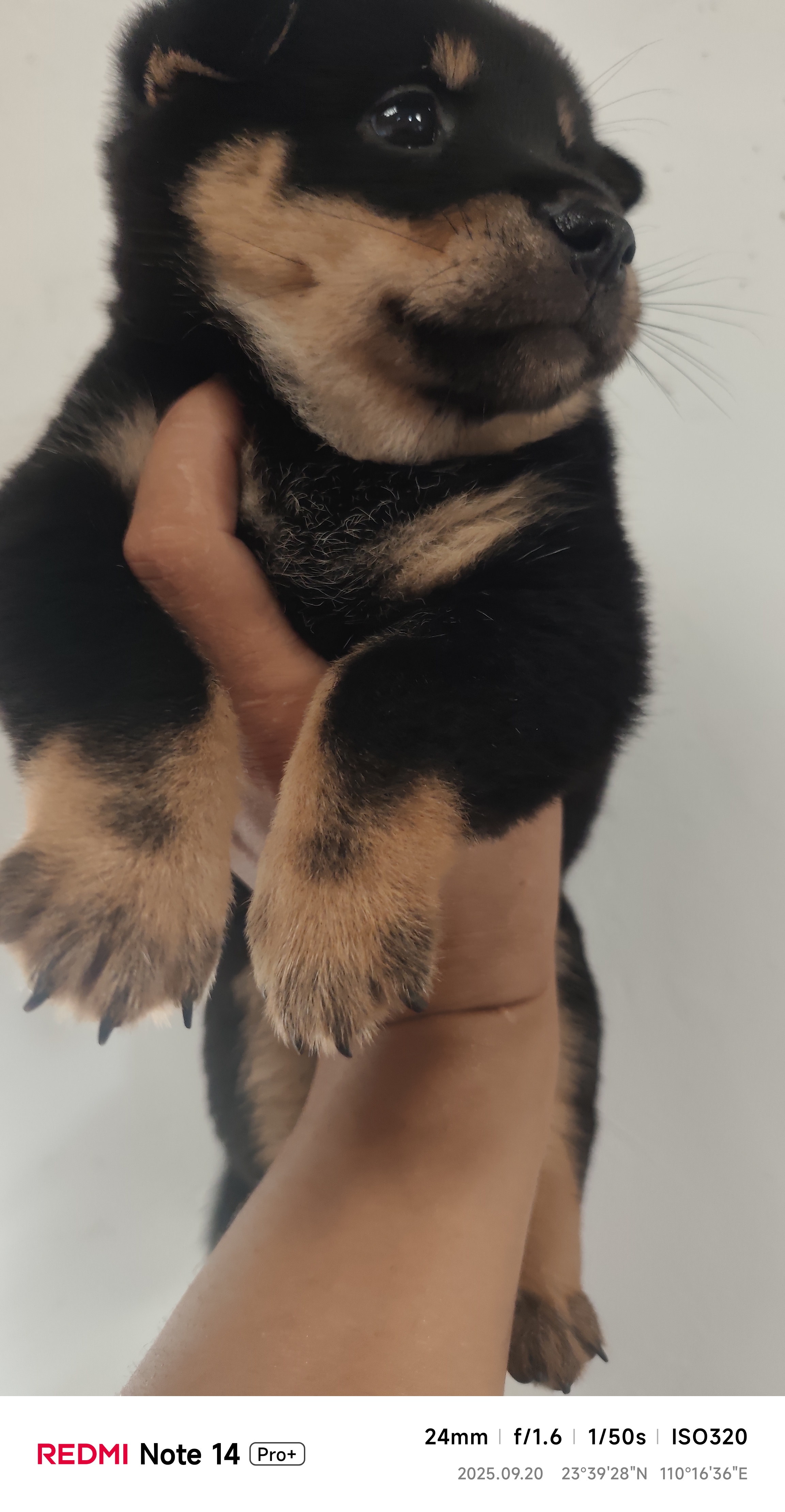 中华田园犬
